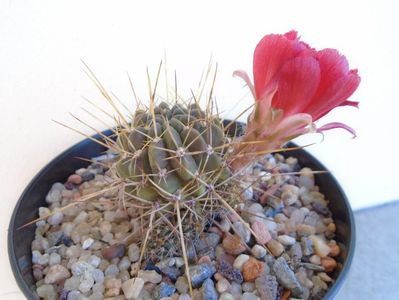 Lobivia aculeata (Echinopsis pentlandii)