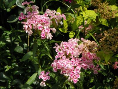 dianthus barbatus