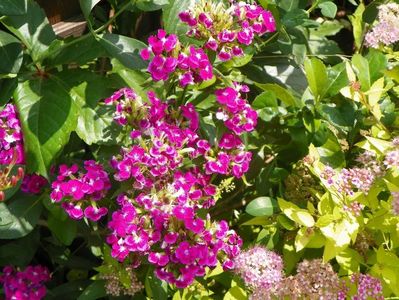 dianthus barbatus