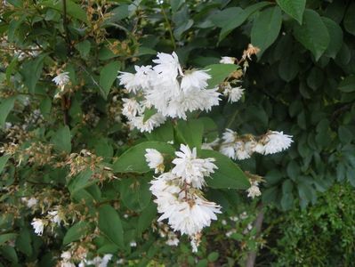 deutzia