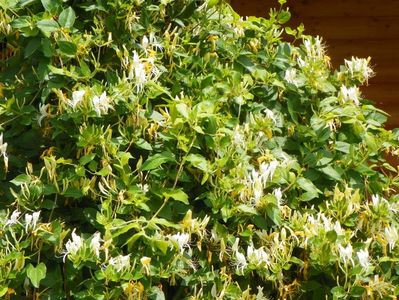 lonicera japonica