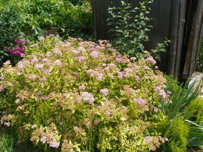 spiraea Goldmound