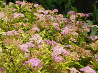 spiraea Goldmound