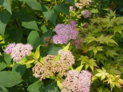 spiraea Goldmound