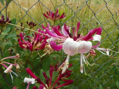 lonicera Serotina