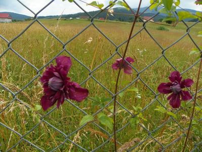 clematis Avant Garde