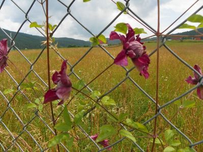 clematis Avant Garde