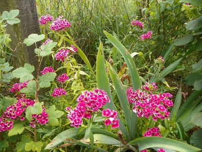 dianthus barbatus