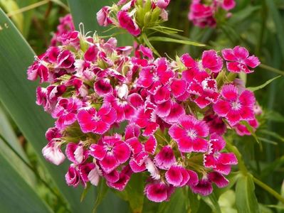 dianthus barbatus