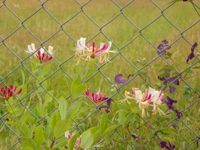 lonicera Red World si clematis Etoile Violette