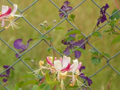 lonicera Red World si clematis Etoile Violette