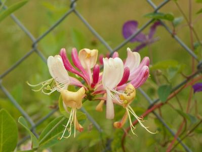 lonicera Red World