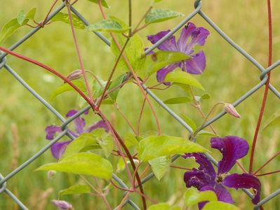 clematis Etoile Violette