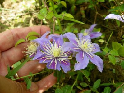 clematis Blue Light?