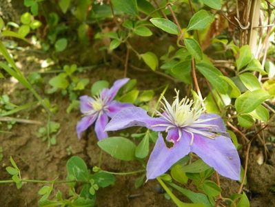 clematis Blue Light?