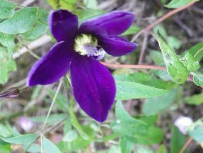 clematis Noora