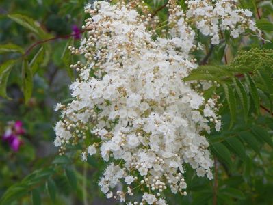 sorbaria tomentosa