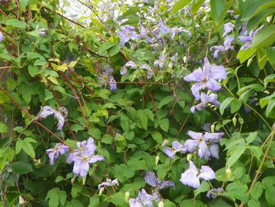 clematis Prince Charles