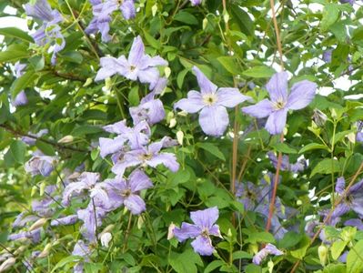 clematis Prince Charles