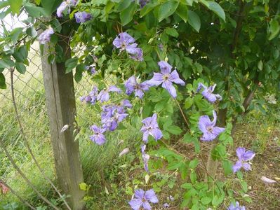 clematis Prince Charles