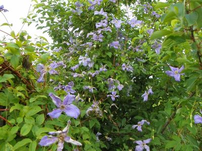 clematis Prince Charles