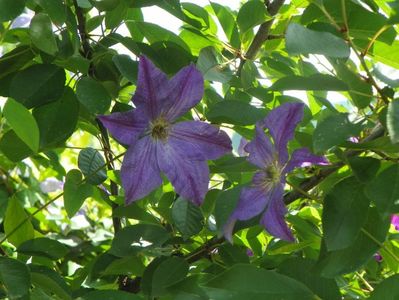 clematis Solina