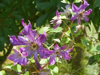 clematis Solina