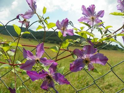 clematis Solina