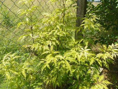 sambucus Sutherlands Gold