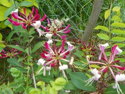 lonicera belgica