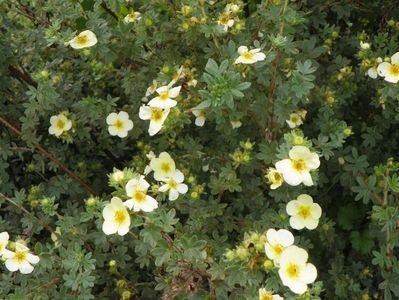 potentilla Primrose Beauty