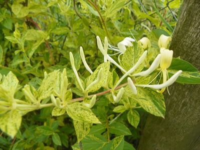 lonicera Mint Crisp