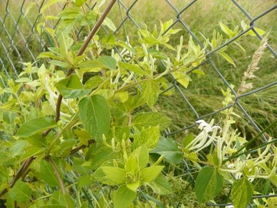 lonicera Mint Crisp