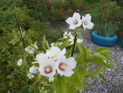 philadelphus Belle Etoile