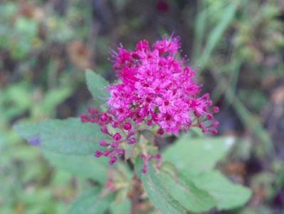 spiraea Dart's Red