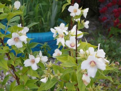 philadelphus Belle Etoile