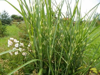 miscanthus Zebrinus