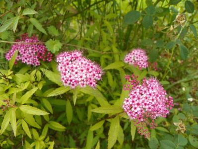 spiraea Froebelii