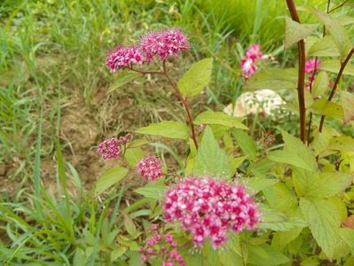 spiraea Froebelii