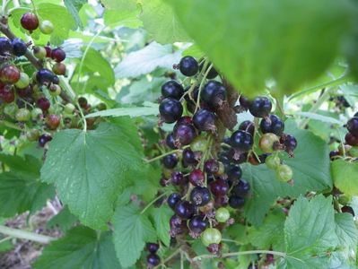 ribes nigrum Ebony