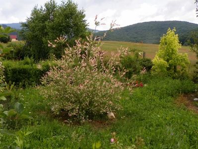 salix Hakuro Nishiki