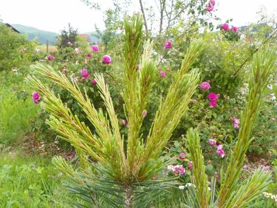 pinus Vanderwolf’s Pyramid