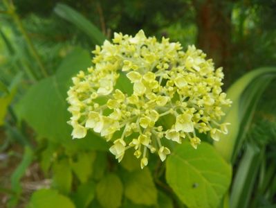 Hydrangea Annabell