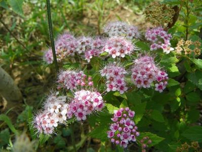 spiraea Little Princess?