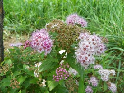 spiraea Little Princess?