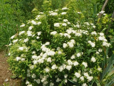 spiraea Albiflora