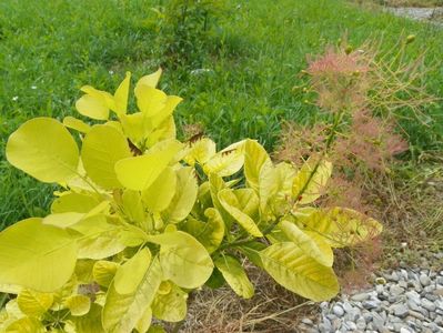 cotinus cogg. Golden Spirit