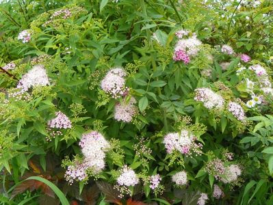 spiraea Genpei