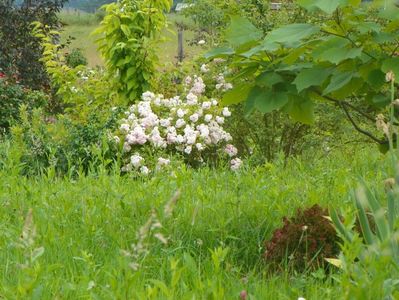 Pink Ghislaine de Feligonde