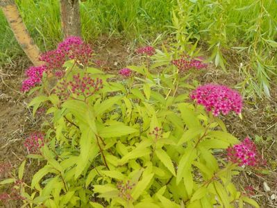 spiraea Anthony Waterer